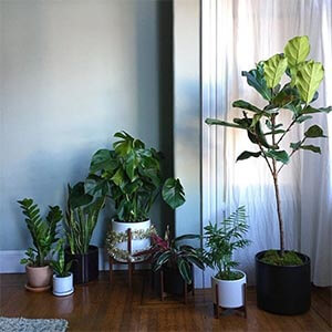 نور مناسب گیاهان آپارتمانی
