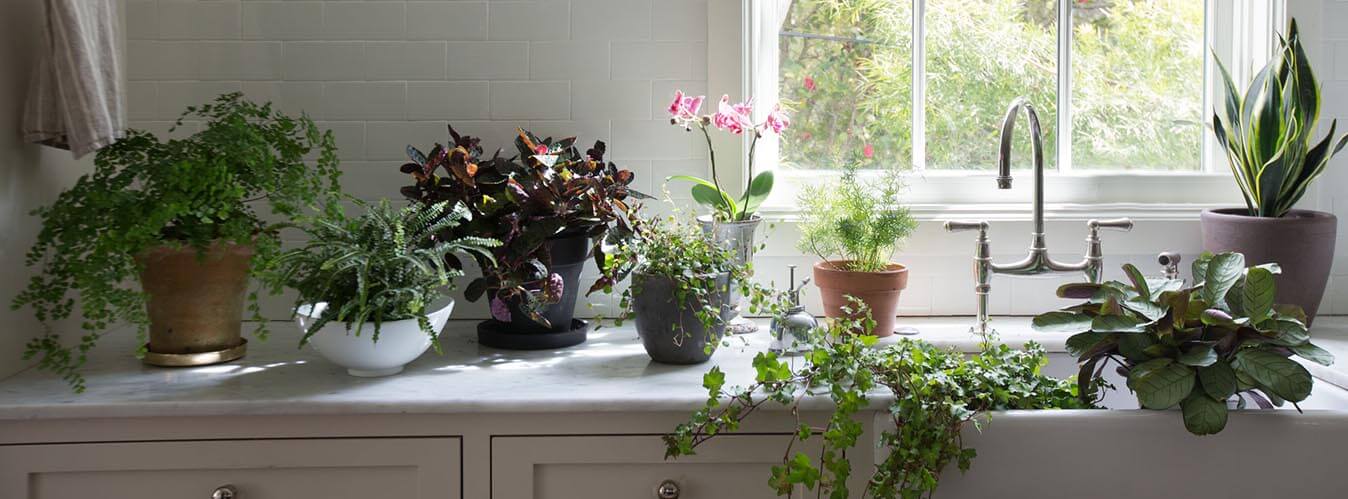 نور مناسب گیاهان آپارتمانی - جامع‌ترین راهنمای تامین نور مناسب گیاهان آپارتمانی
