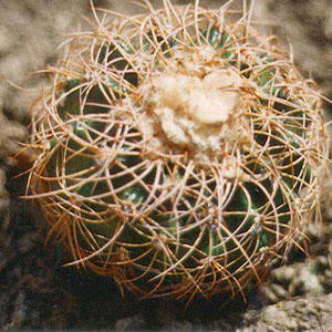 Discocactus bahiensis
