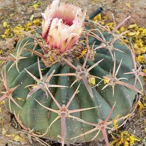 Echinocactus texensi