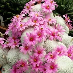 Mammillaria herrerae