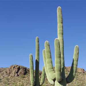 Saguuaro Cactus